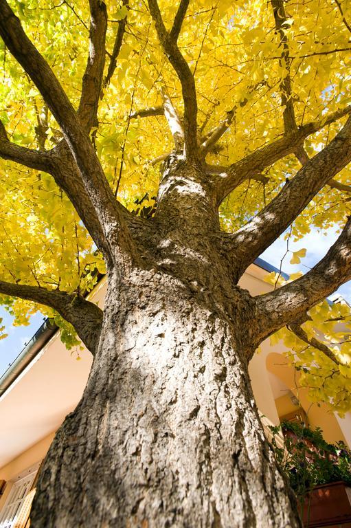 切里亚莱L'Albero Della Vita住宿加早餐旅馆 外观 照片